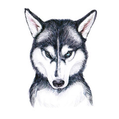 Watercolor illustration of a funny dog. Hand made character. Portrait cute dog isolated on white background. Watercolor hand-drawn illustration. Popular breed dog. Husky