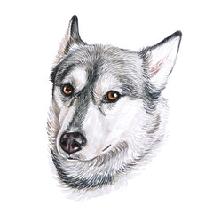 Watercolor illustration of a funny dog. Hand made character. Portrait cute dog isolated on white background. Watercolor hand-drawn illustration. Popular breed dog. Husky