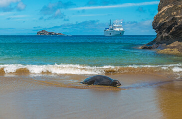 A Galapagos Sea Lion (Zalophus wollebaeki) a sandy beach with a cruise ship in the background,...