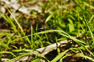dragonfly on a leaf