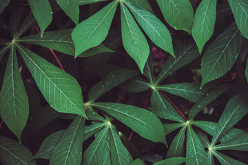 Close-up top view of Cassava leaf, tropical green foliage. Beautiful dark tone nature pattern background.