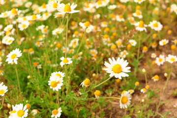 Fototapeta premium Many beautiful chamomiles in field