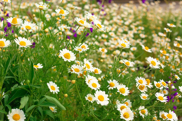 Fototapeta premium Many beautiful chamomiles in field
