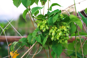 Cowslip creeper on the tree