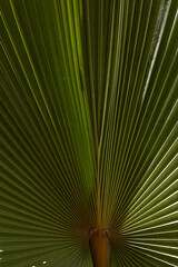 Palm