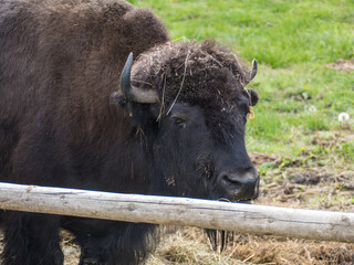 bison couple in the fenced reservation in zoo