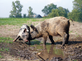 Naklejka na ściany i meble Piglets in a muddy puddle on the farm
