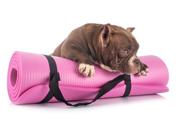 american bully in studio