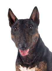 miniature bull terrier