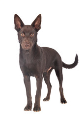 Australian Kelpie in studio