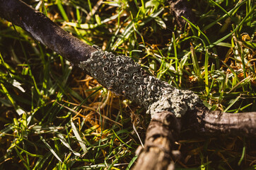 Lichen on tree branch