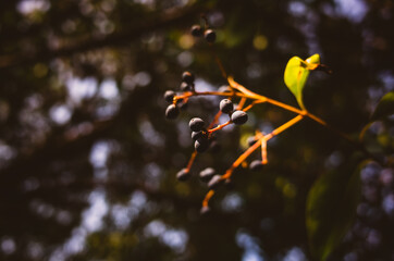 Tree branch with berries