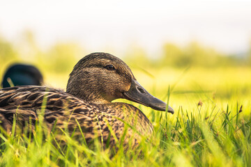 wild duck closeup. female mallard duck. 