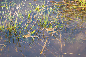 small frog in the nature