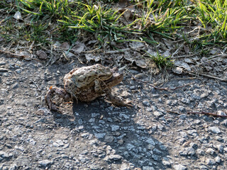 small frog in the nature