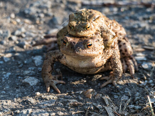 small frog in the nature