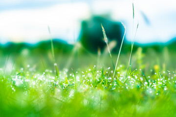dew on green grass background