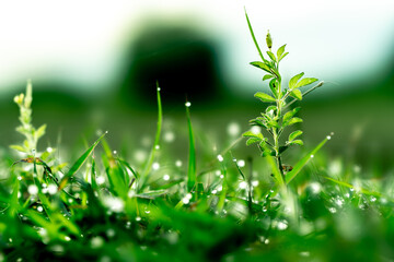 dew on green grass background