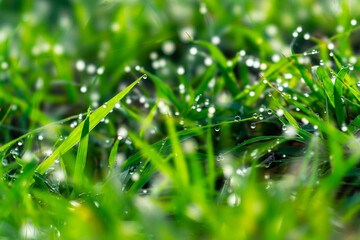 dew on green grass background