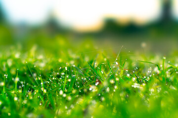 dew on green grass background