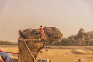 Bedouins on camels in front of the famous Giza Pyramids in Egypt