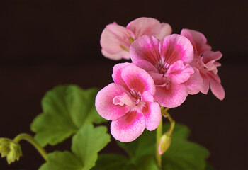 Fototapeta na wymiar Homemade flower of geranium plant.