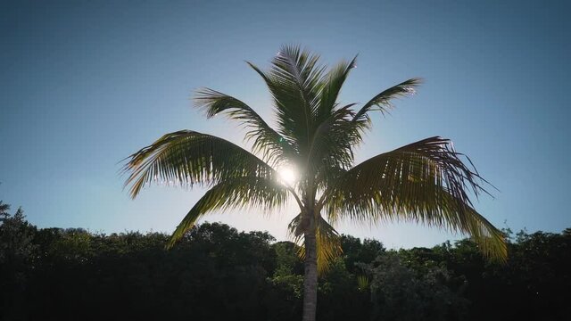 Lone palm tree on beach with blue sky background and sun flare peeking through palm fronds in slow motion