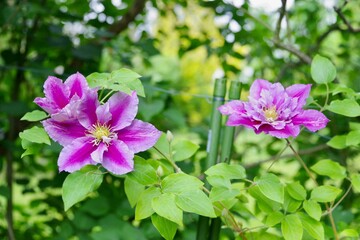Naklejka premium Clematis 