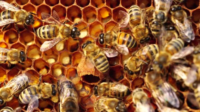 Supersedure Cell. When a bee colony is raising a new queen to replace the aging, ill or missing queen, they produce supersedure cells