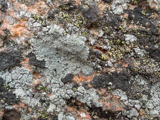 stone texture with lichen