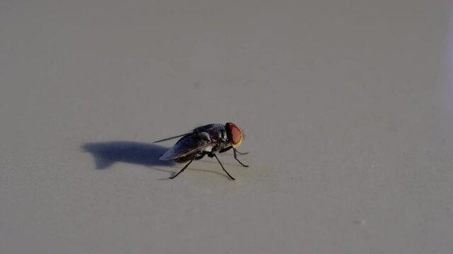 Grey house fly. Insect fly macro on floor.