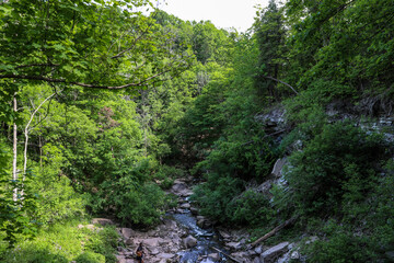Fototapeta premium green forest in the morning. Mountain river