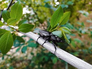 bug on a branch
