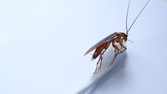 cockroaches on the toothbrush, dirty animal
