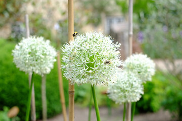 Zierlauch im Garten