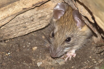 Brown Rat (Rattus norvegicus) appearing through a hole in a timber fence