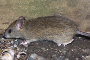 Brown Rat (Rattus norvegicus)