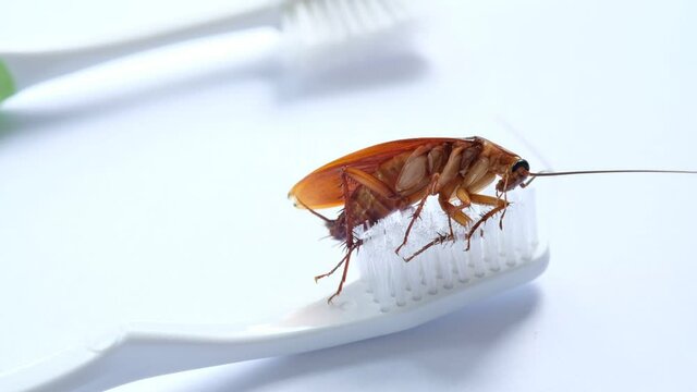 cockroaches on the toothbrush, dirty animal
