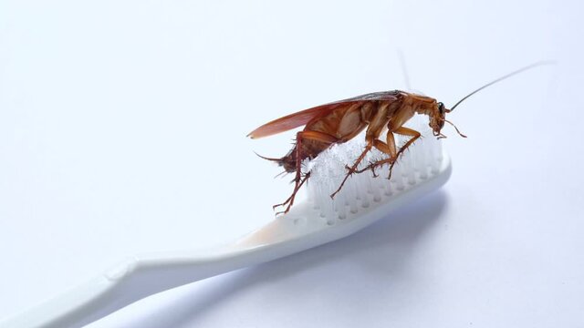cockroaches on the toothbrush, dirty animal
