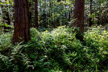 Beautiful summer forest with different trees. The rays of the sun fall through the foliage.