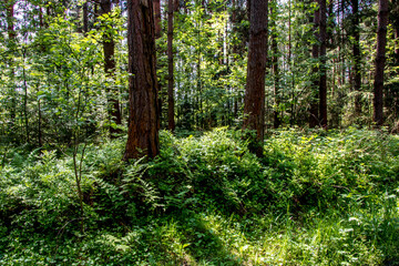 Fototapeta premium Beautiful summer forest with different trees. The rays of the sun fall through the foliage.