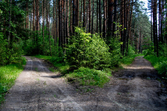 Roads diverge in the forest (photo of fork in forest path). A path through a natural forest of pine trees lit by sunlight through foliage. Photo illustrate making a choice or hard decision. 