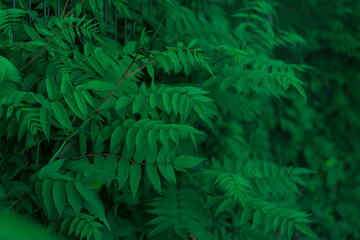 Naklejka na ściany i meble ferns in the forest