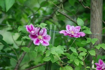 Clematis