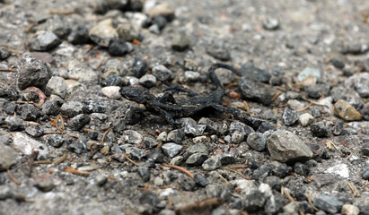 Toter Alpensalamander