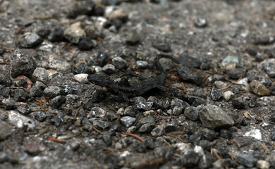 Toter Alpensalamander