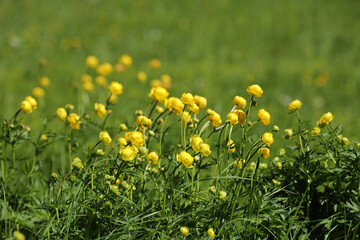 Obraz premium Trollblume