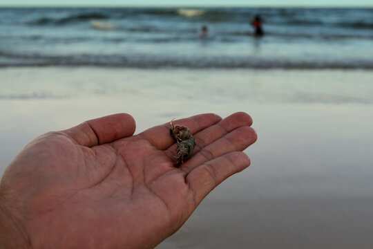 two  small hermit crabs ar on hand with beach and ocean background