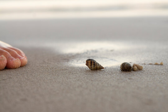 two small shell of hermit crab on wet beach  sand