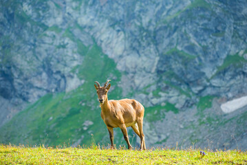Caucasian mountain goat